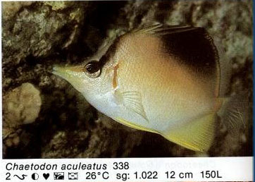 Chaetodon aculeatus